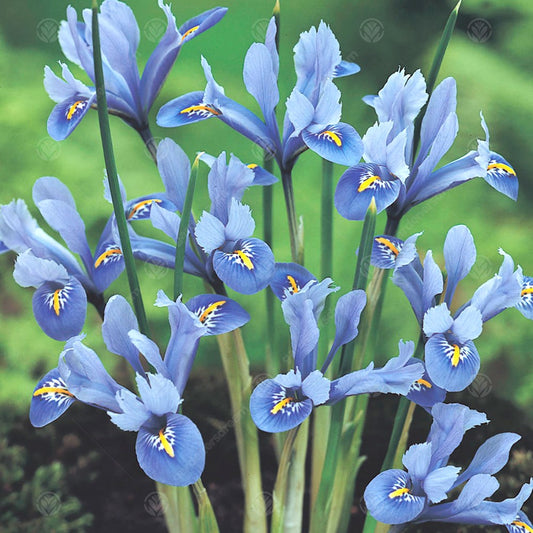 Iris 'Alida'