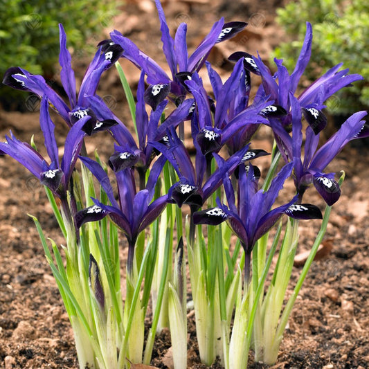 Iris 'Blue Note'