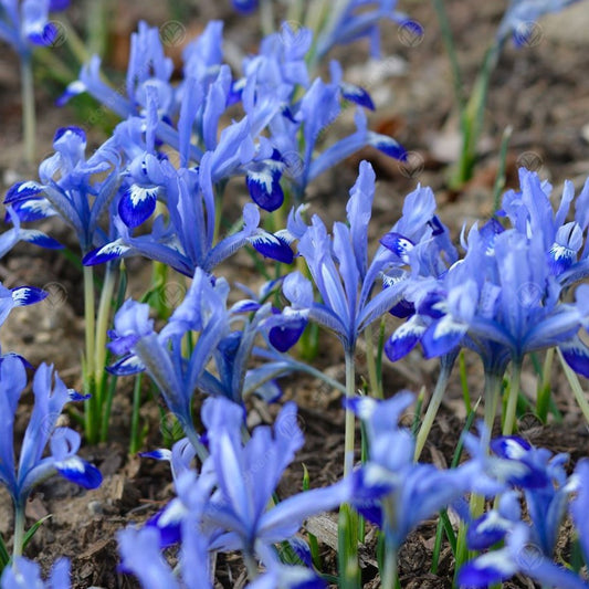 Iris 'Clairette'