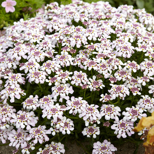 Iberis 'Masterpiece'