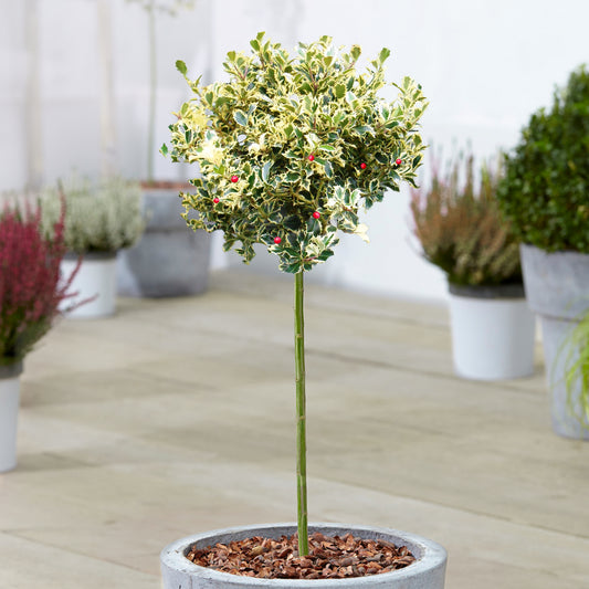 Ilex 'Golden King' Patio Tree