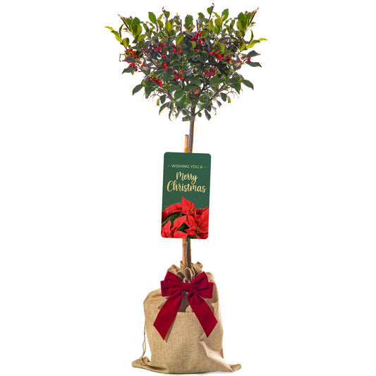 Festive Wrapped Ilex Holly Outdoor Patio Tree Gift