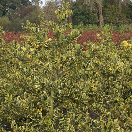 Ilex 'Golden King'