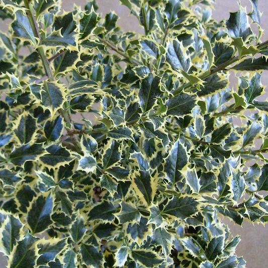 Ilex 'Argentea Marginata'