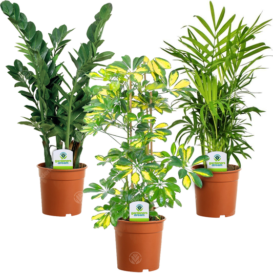 Unique 'Foliage House Plant Bundle'