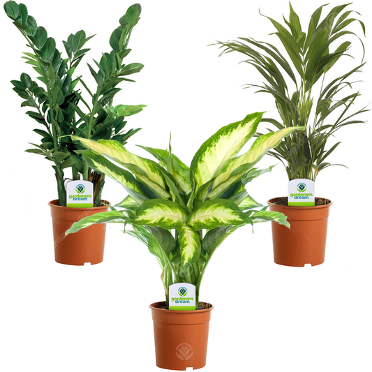 Statement House Plant Bundle