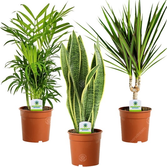 Classic House Plant Bundle