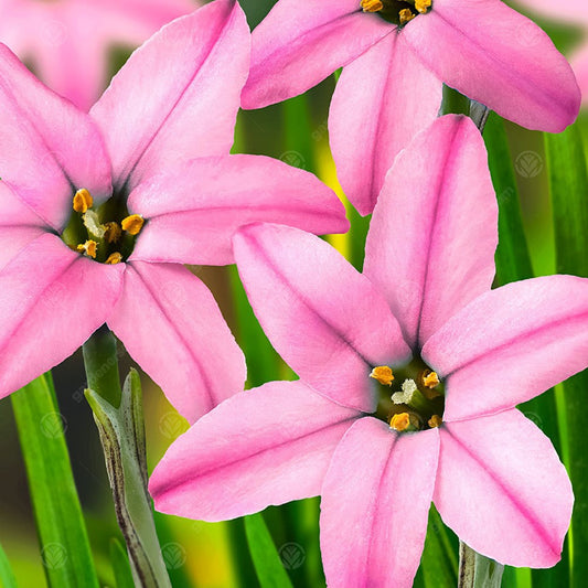 Ipheion uniflorum 'Charlotte Bishop'