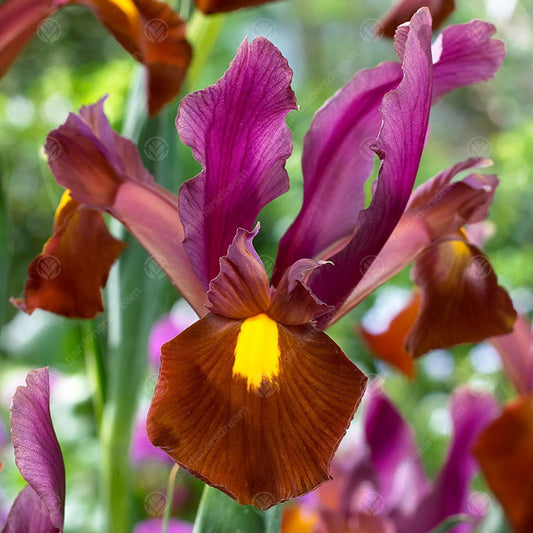 Iris 'Red Ember'