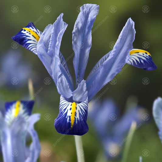 Iris 'Carolina'