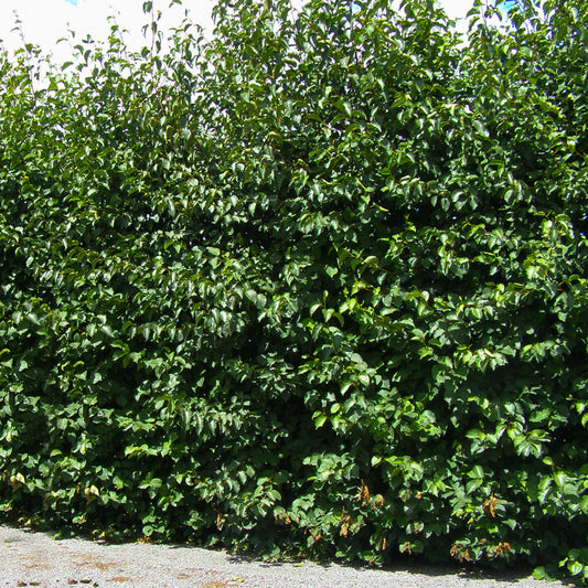 Italian Alder Bare Root Hedge