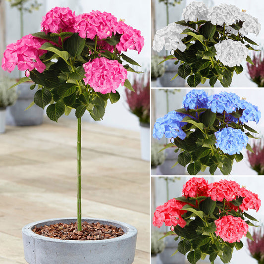 Hydrangea macrophylla Patio Tree Collection