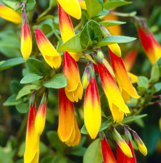 Jacobinia pauciflora