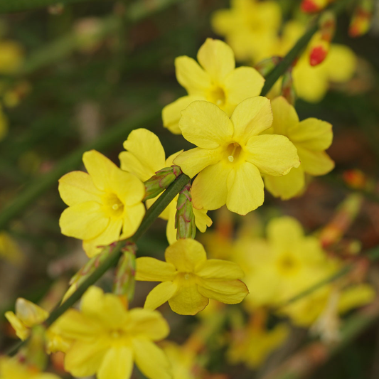 Jasminum nudiflorum