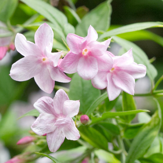 Jasminum stephanense