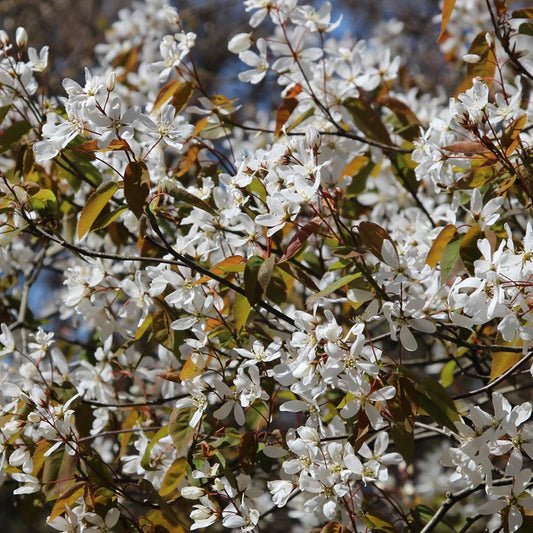 Juneberry Bare Root Hedge