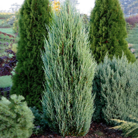 Juniperus 'Blue Arrow'