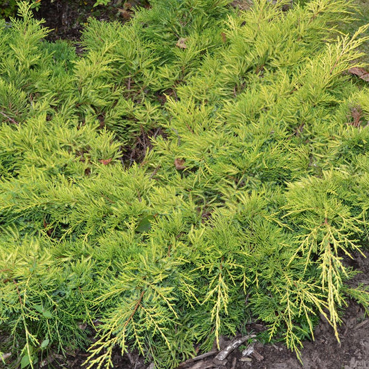 Juniperus 'Gold Star'