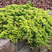 Juniperus 'Golden Carpet'