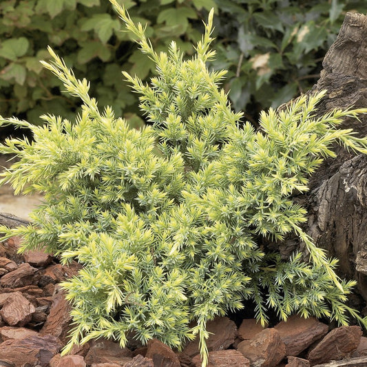 Juniperus 'Holger'