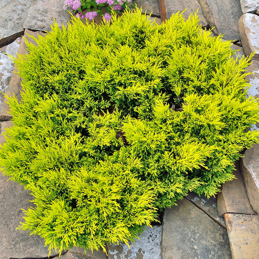 Juniperus 'Limeglow'