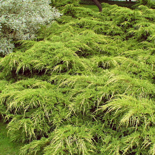 Juniperus 'Pfitzeriana Aurea'