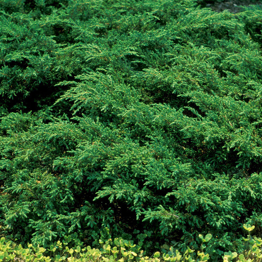 Juniperus 'Repanda'