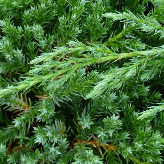 Juniperus 'Blue Alps'