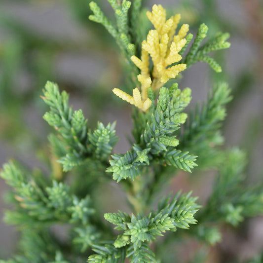 Juniperus 'Stricta'