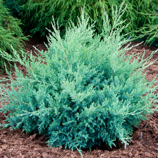 Juniperus 'Pfitzeriana Glauca'