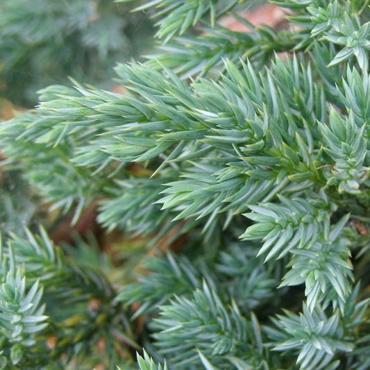 Juniperus 'Blue Swede'