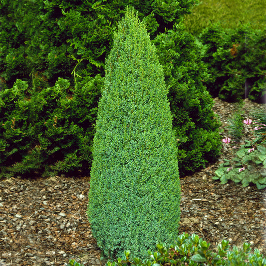 Juniperus 'Compressa'