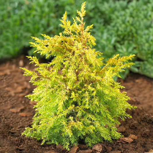 Juniperus 'Gold Cone'