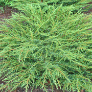 Juniperus 'Green Carpet'