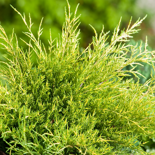 Juniperus 'Old Gold'