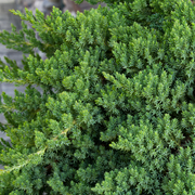 Juniperus 'Nana'