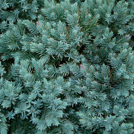 Juniperus 'Blue Star'