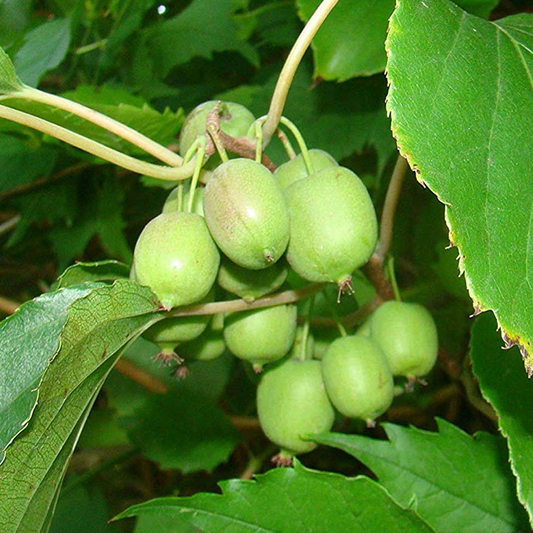 Kiwi 'Issai'