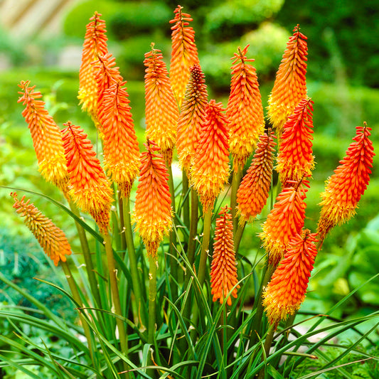 Kniphofia 'Ember Glow'