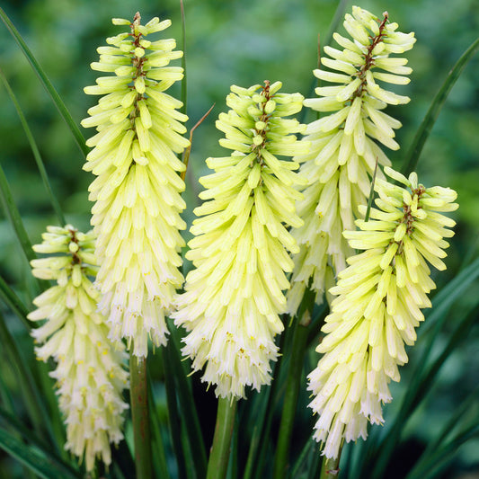 Kniphofia 'Pineapple Popsicle'