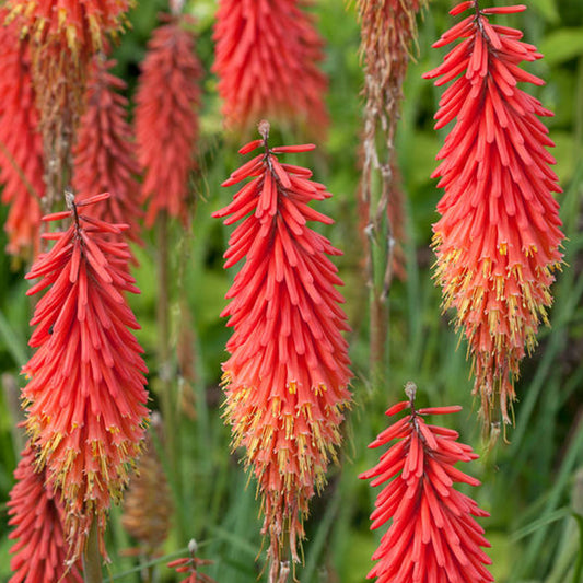 Kniphofia 'Red Hot Popsicle'