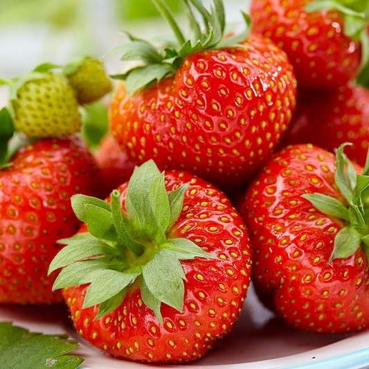 Strawberry 'Korona' Bare Root Plants