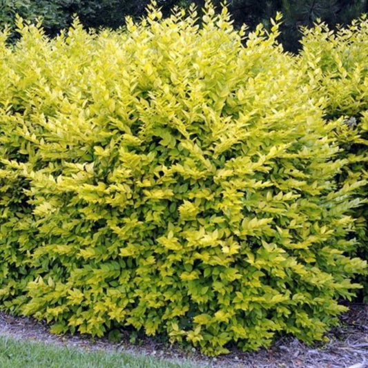 Golden Privet Hedge