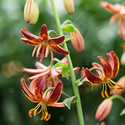 Lilium martagon 'Arabian Night'