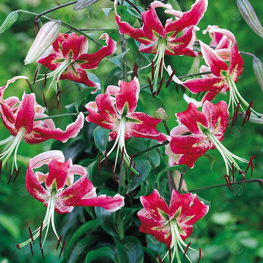 Lilium 'Black Beauty'