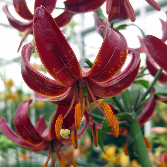 Lilium 'Claude Shride'