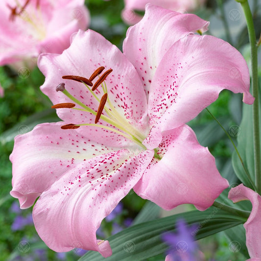 Lilium 'Josephine'