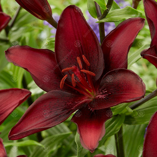 Lilium 'Mascara'