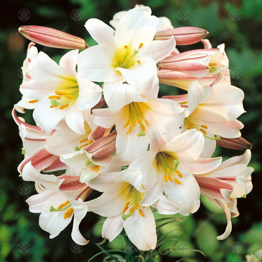 Lilium regale