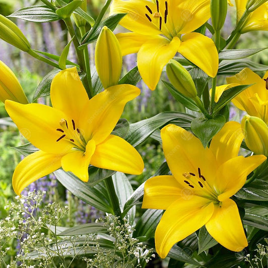 Lilium 'Yellow County'